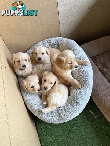 Golden Retriever Puppies