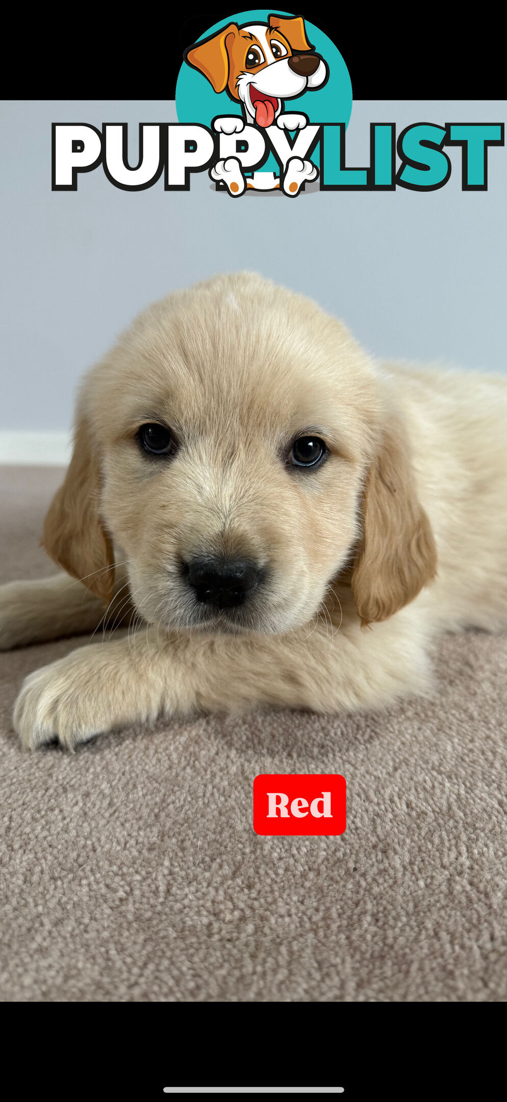 Golden Retriever Puppies