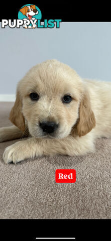 Golden Retriever Puppies