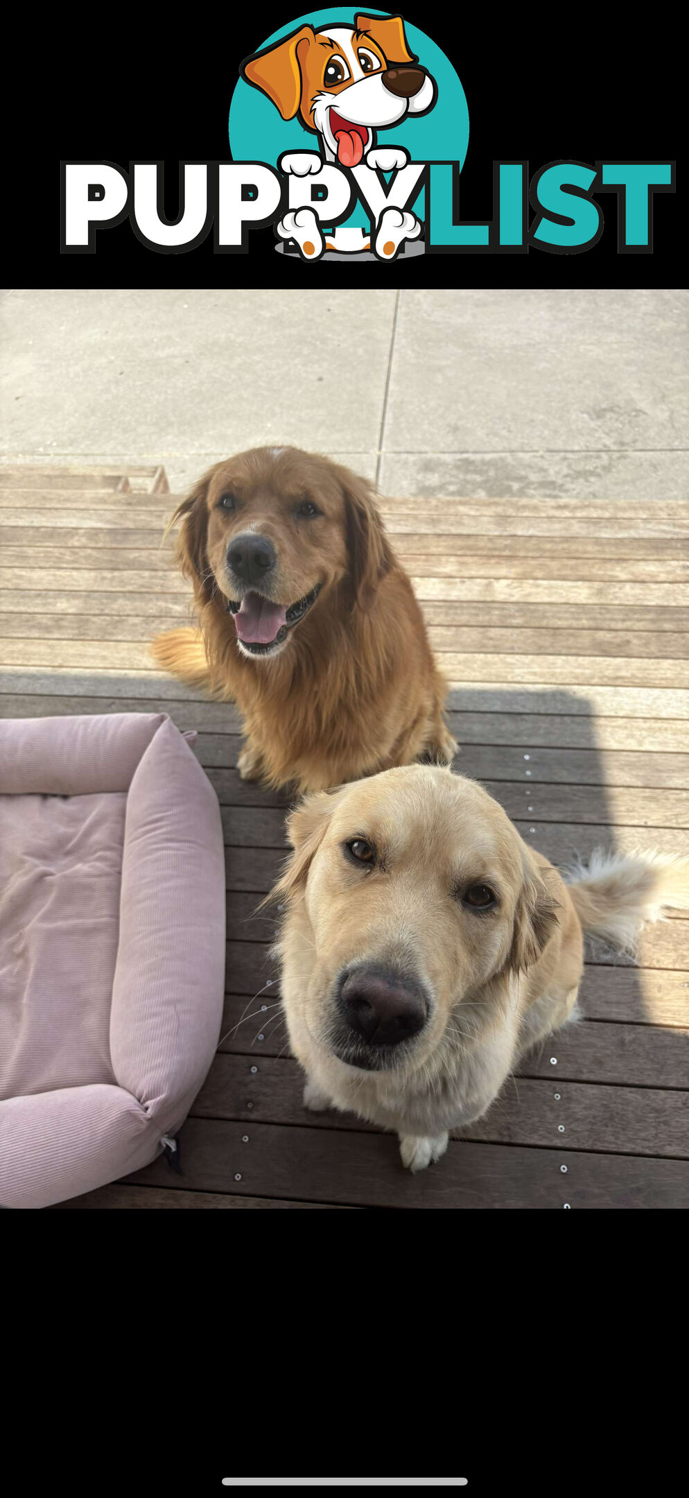 Golden Retriever Puppies
