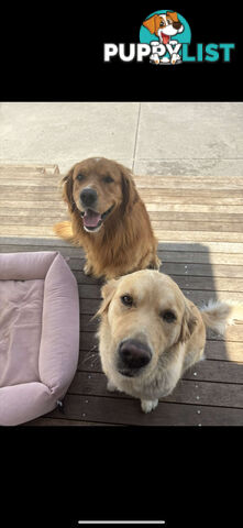 Golden Retriever Puppies