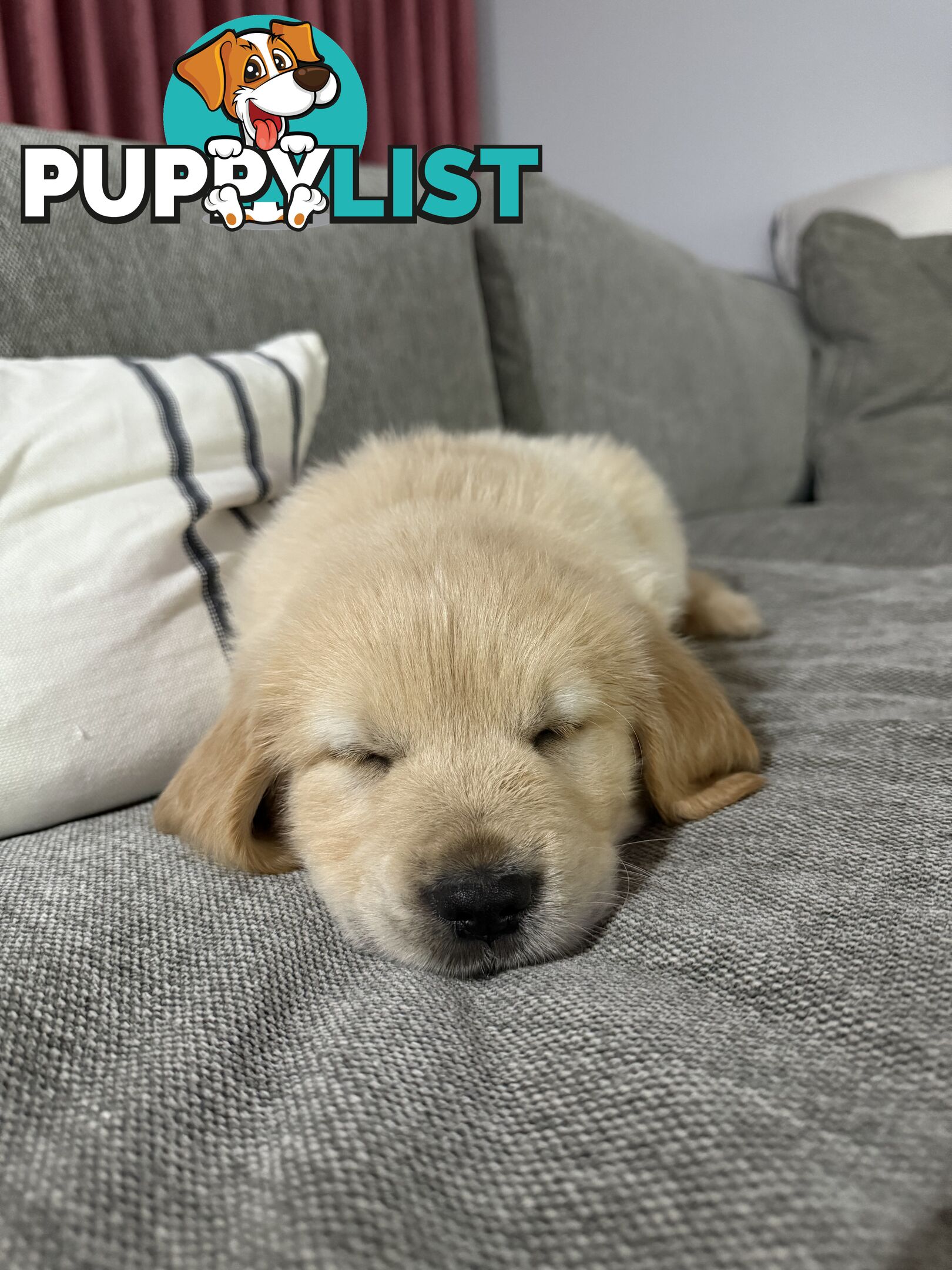 Golden Retriever Puppies