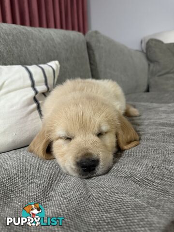 Golden Retriever Puppies