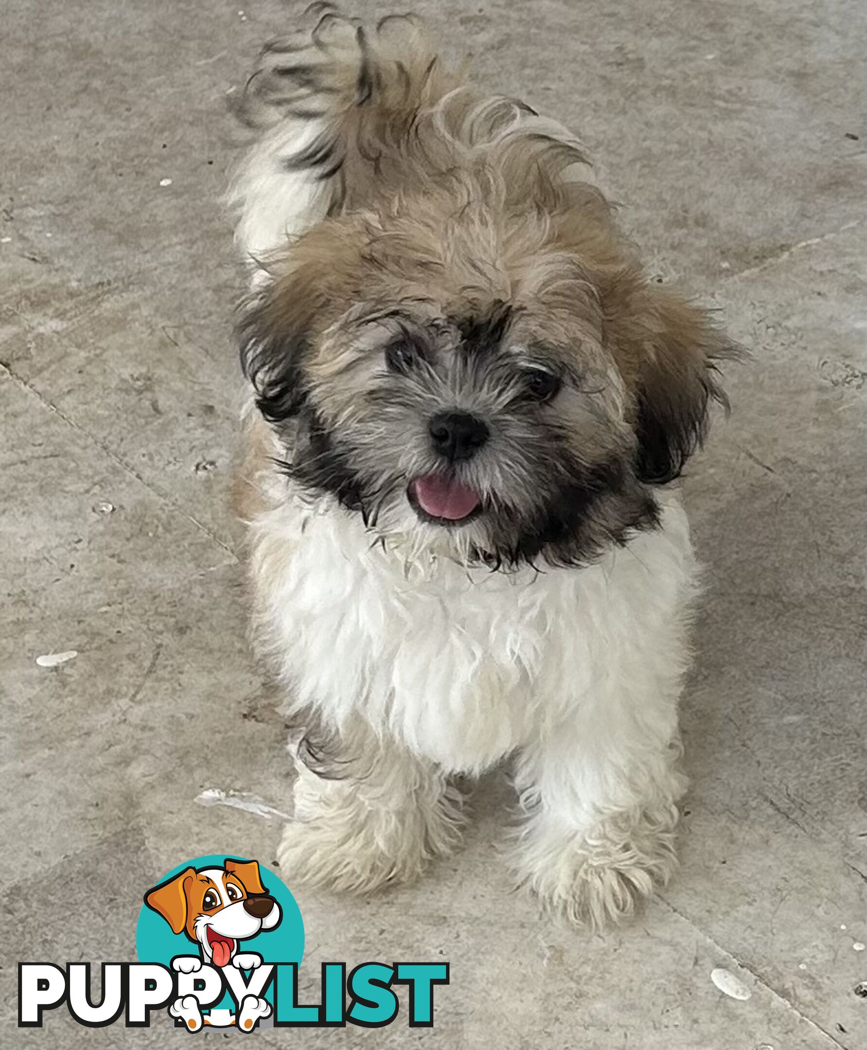 Shihtzu FEMALE