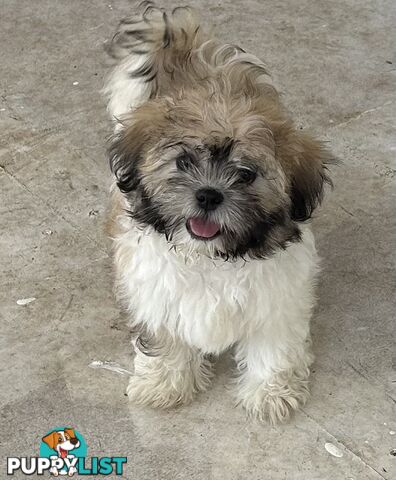 Shihtzu FEMALE