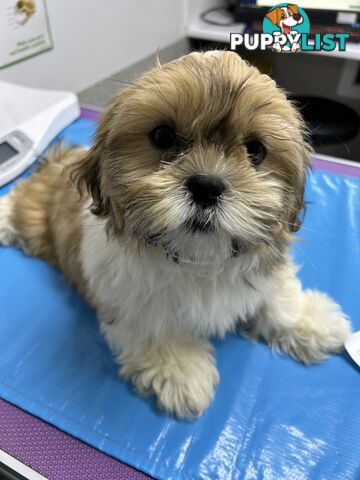 Shihtzu