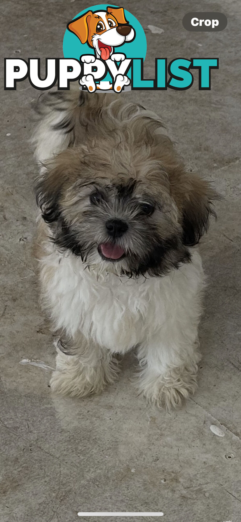 Shihtzu FEMALE