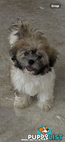 Shihtzu FEMALE