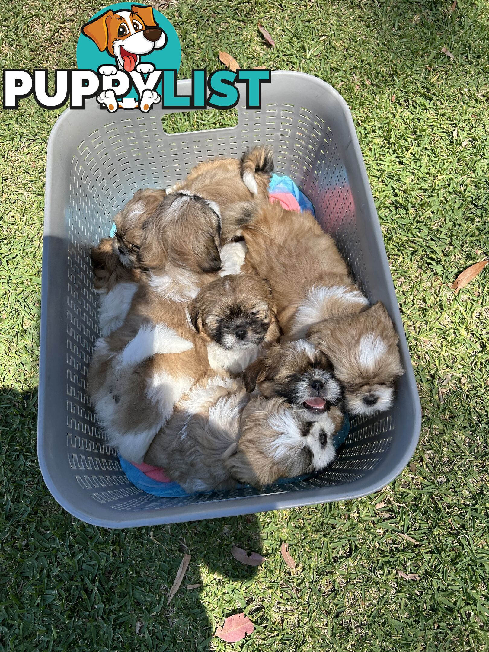 ShihtZu puppies