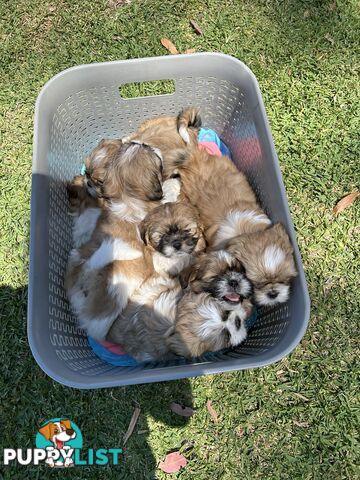 ShihtZu puppies