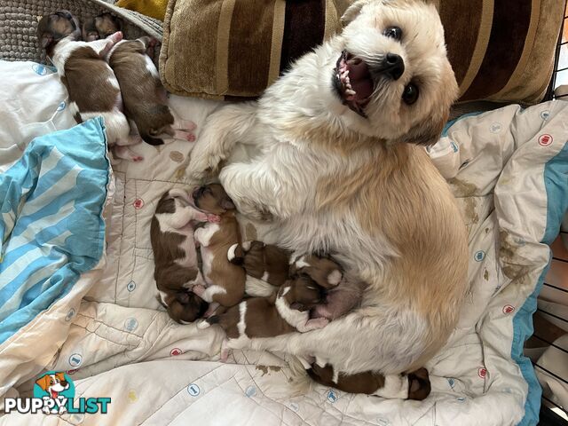 ShihtZu puppies