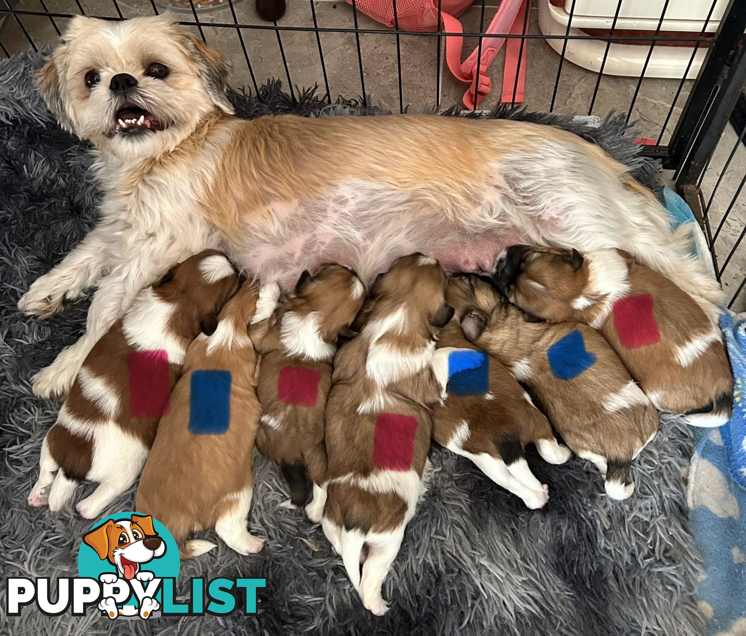 ShihtZu puppies