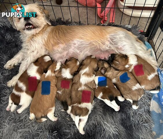 ShihtZu puppies