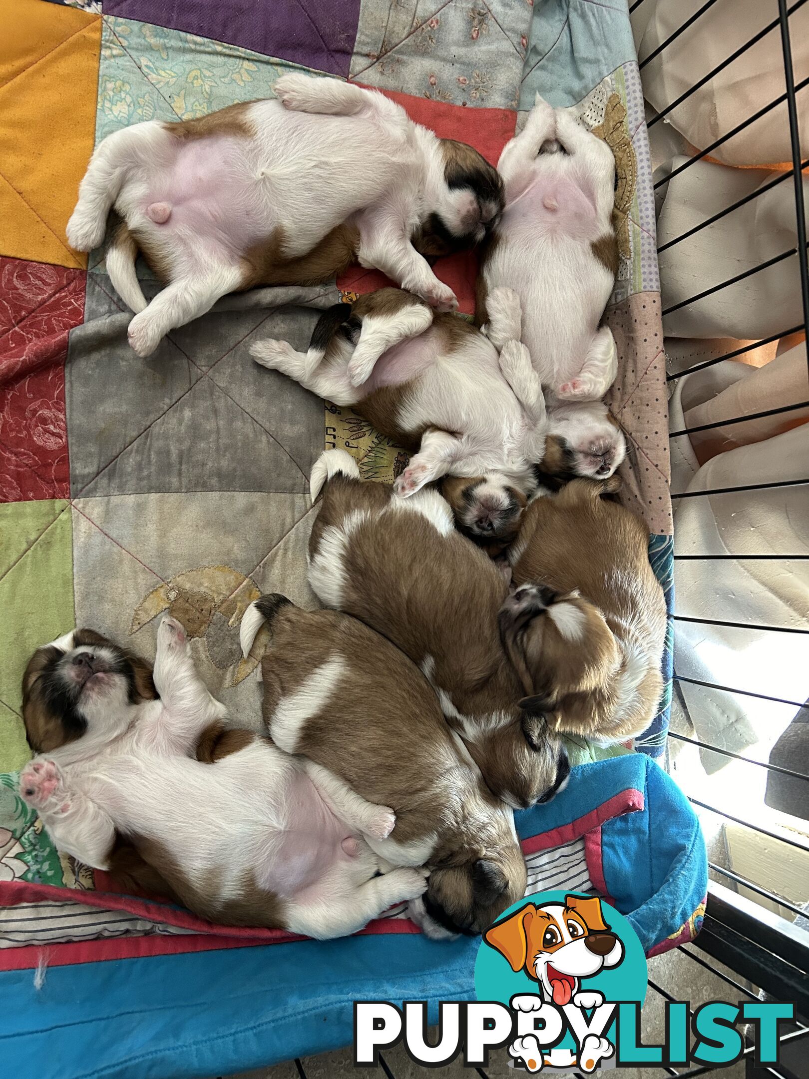 ShihtZu puppies