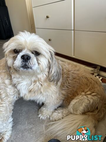 ShihtZu puppies