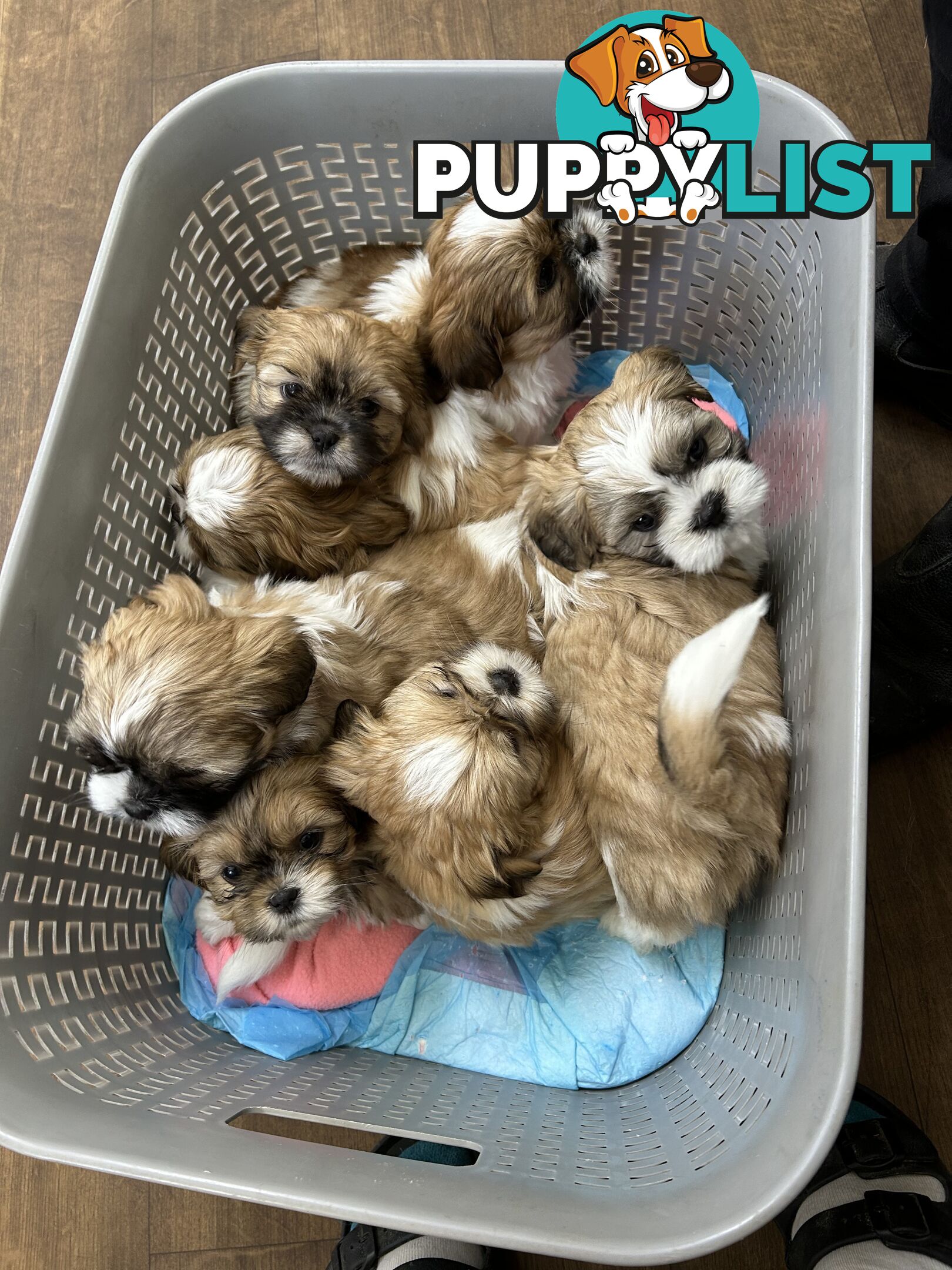 ShihtZu puppies