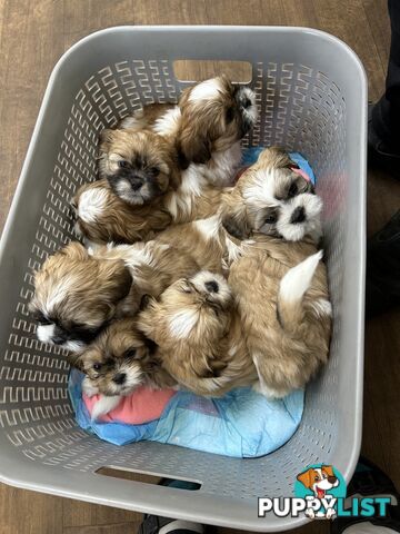 ShihtZu puppies