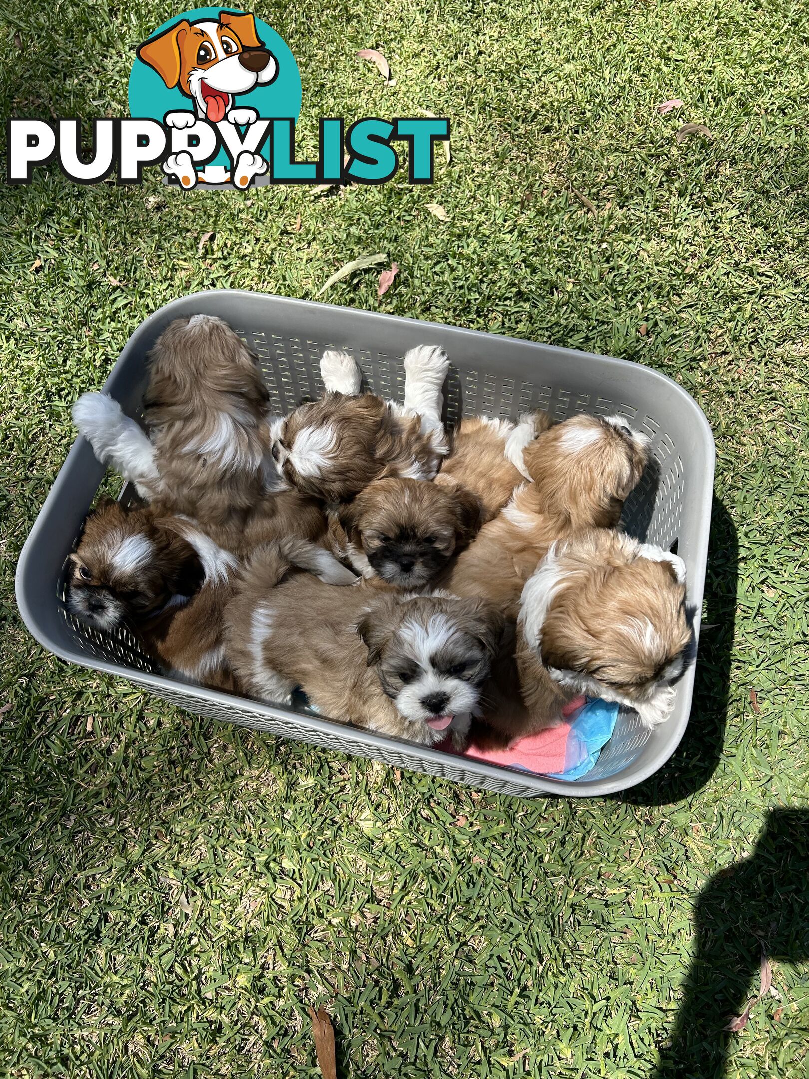 ShihtZu puppies