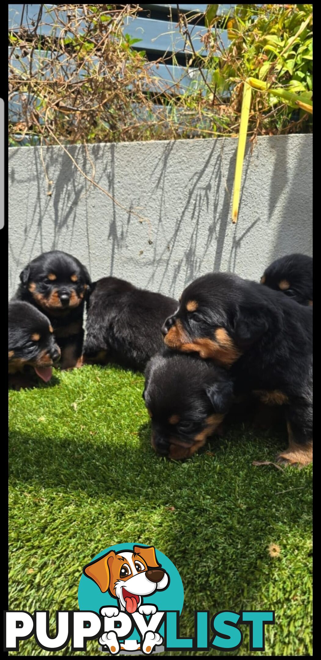 Purebred German Rottweiler Puppies( quality Rottweiler)