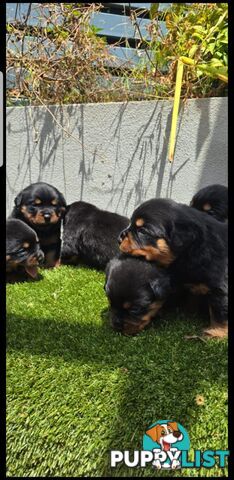 Purebred German Rottweiler Puppies( quality Rottweiler)