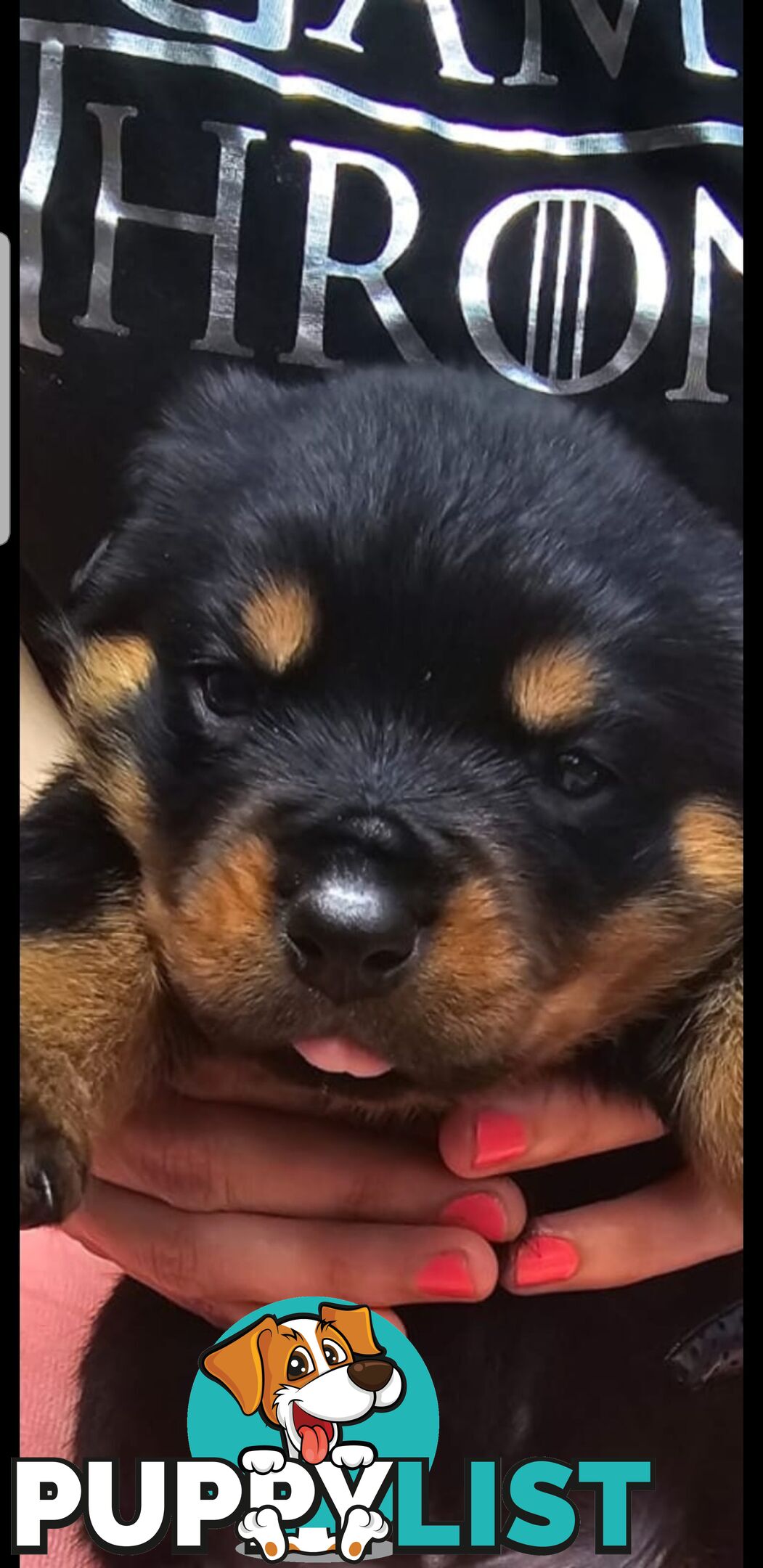 Purebred German Rottweiler Puppies( quality Rottweiler)