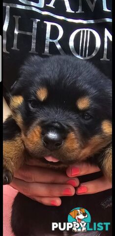 Purebred German Rottweiler Puppies( quality Rottweiler)