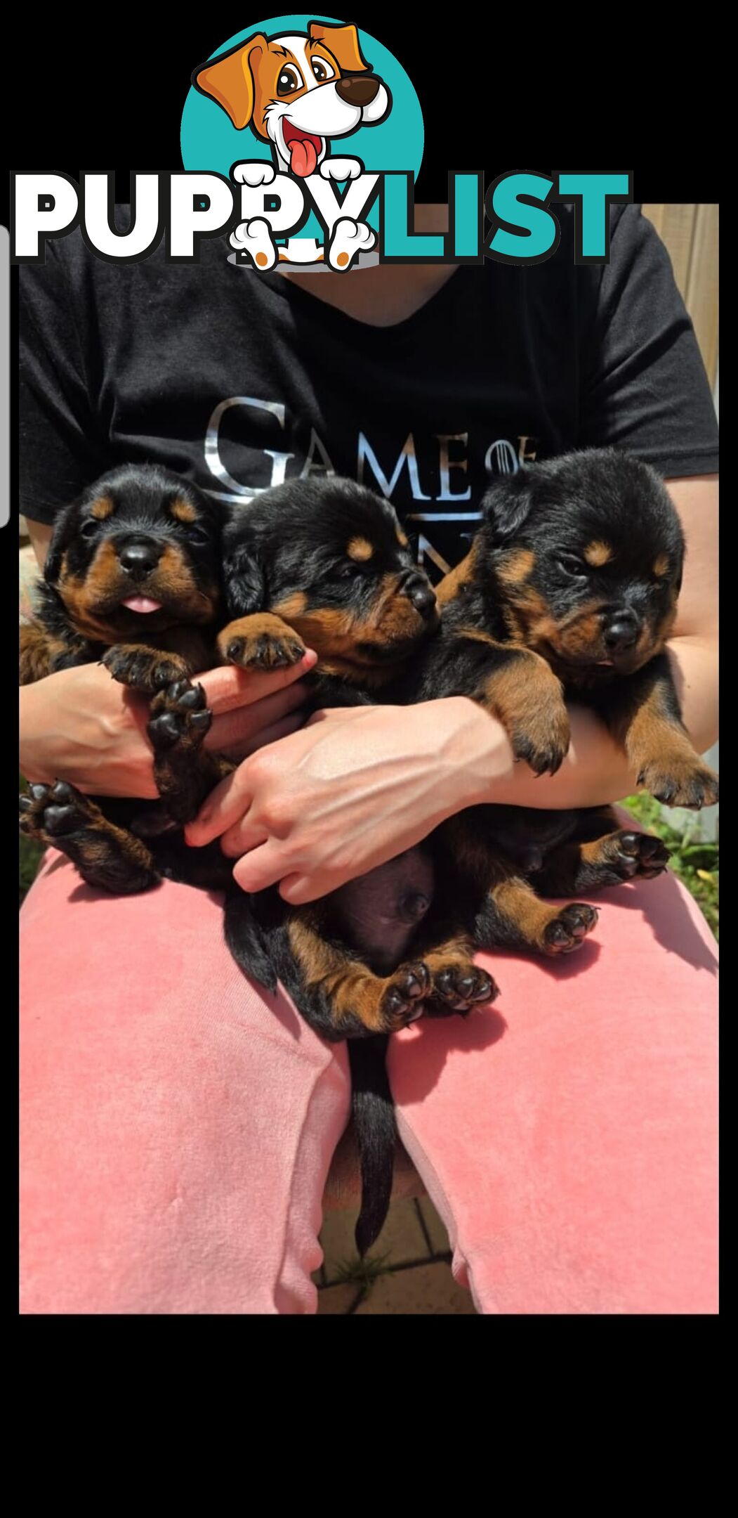 Purebred German Rottweiler Puppies( quality Rottweiler)