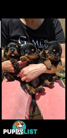 Purebred German Rottweiler Puppies( quality Rottweiler)