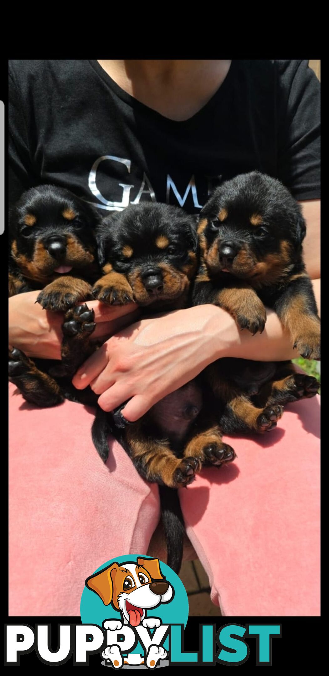 Purebred German Rottweiler Puppies( quality Rottweiler)