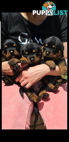 Purebred German Rottweiler Puppies( quality Rottweiler)