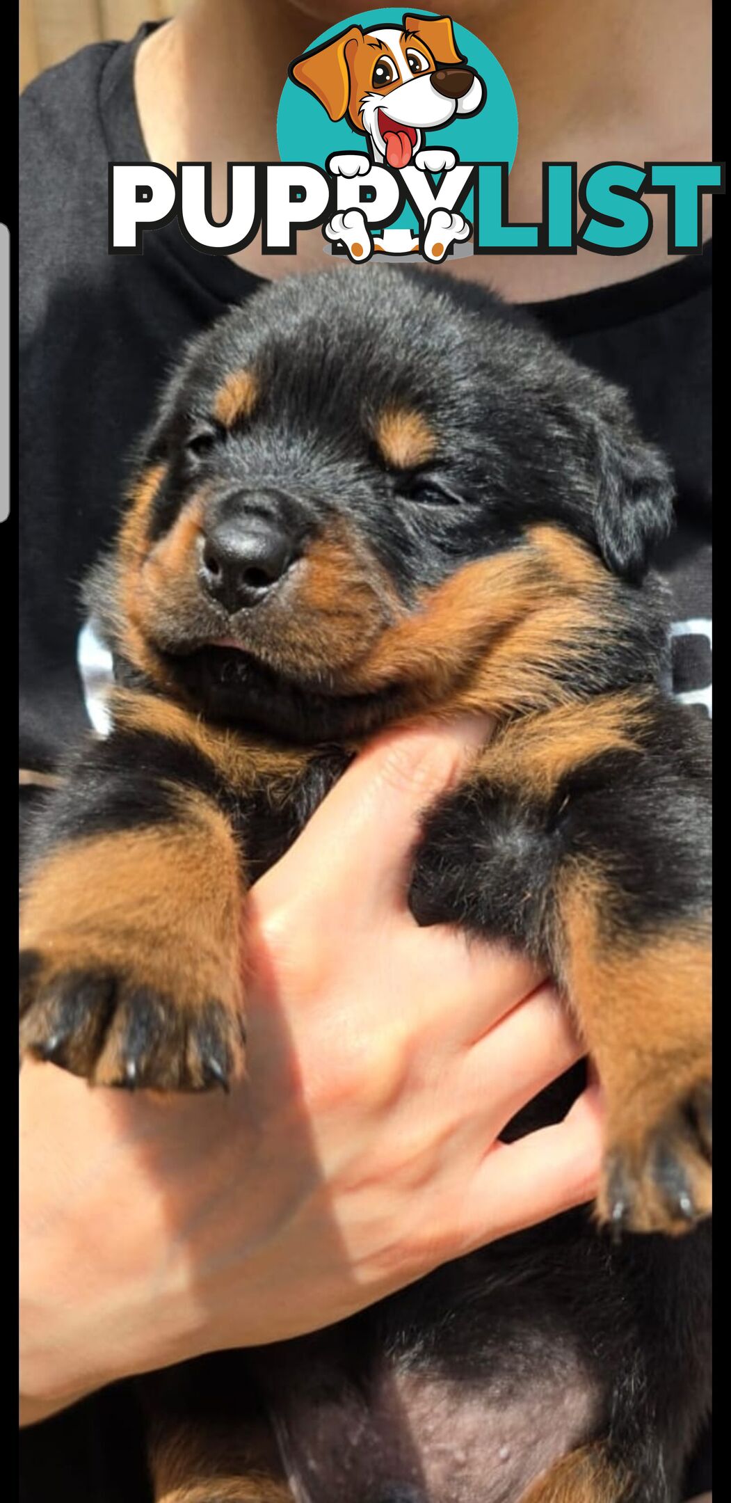 Purebred German Rottweiler Puppies( quality Rottweiler)