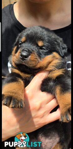 Purebred German Rottweiler Puppies( quality Rottweiler)