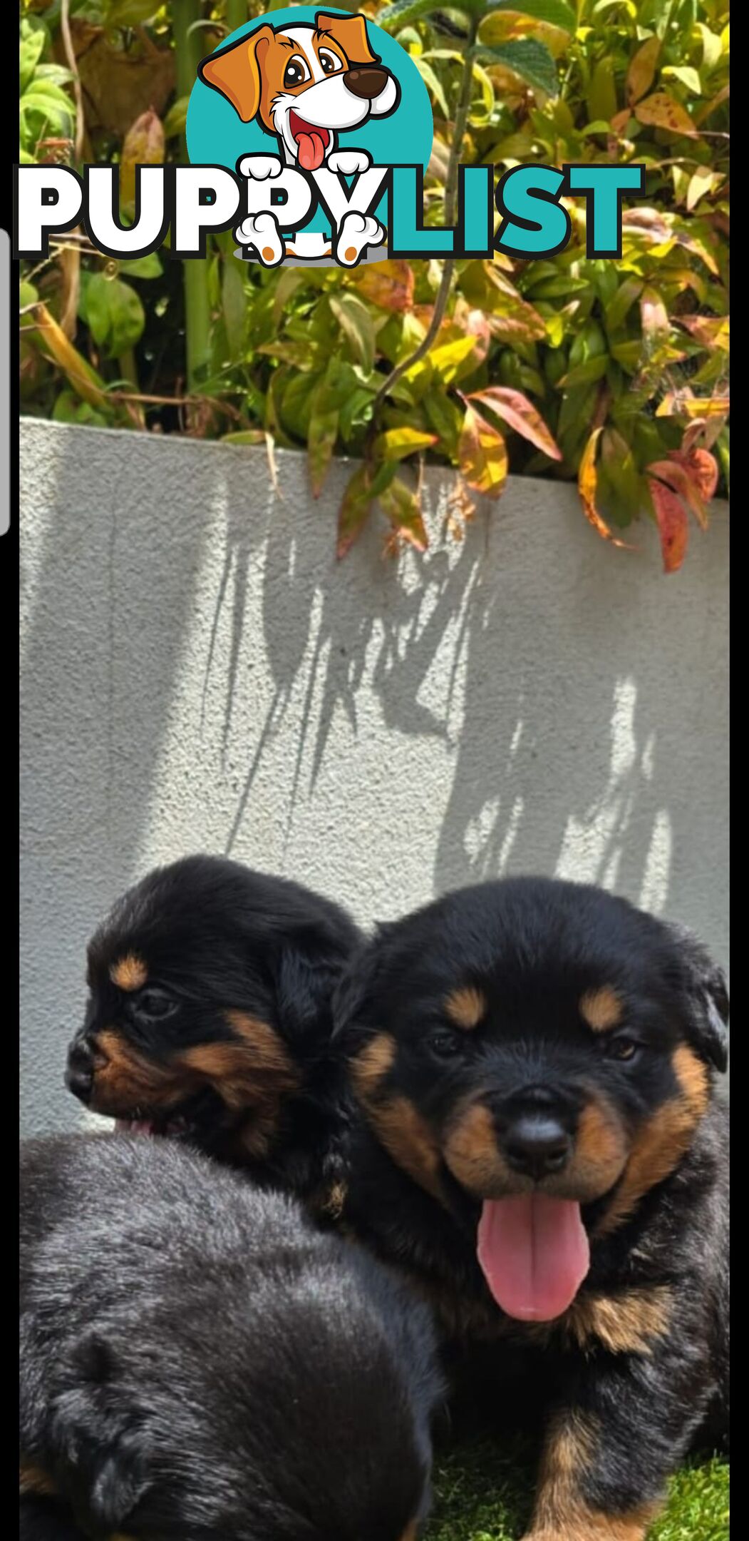 Purebred German Rottweiler Puppies( quality Rottweiler)