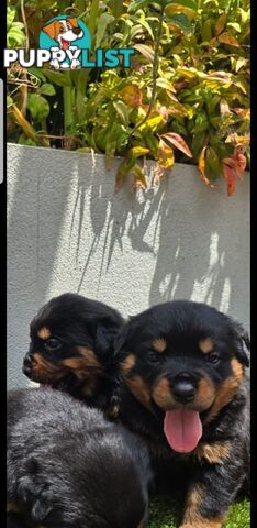 Purebred German Rottweiler Puppies( quality Rottweiler)