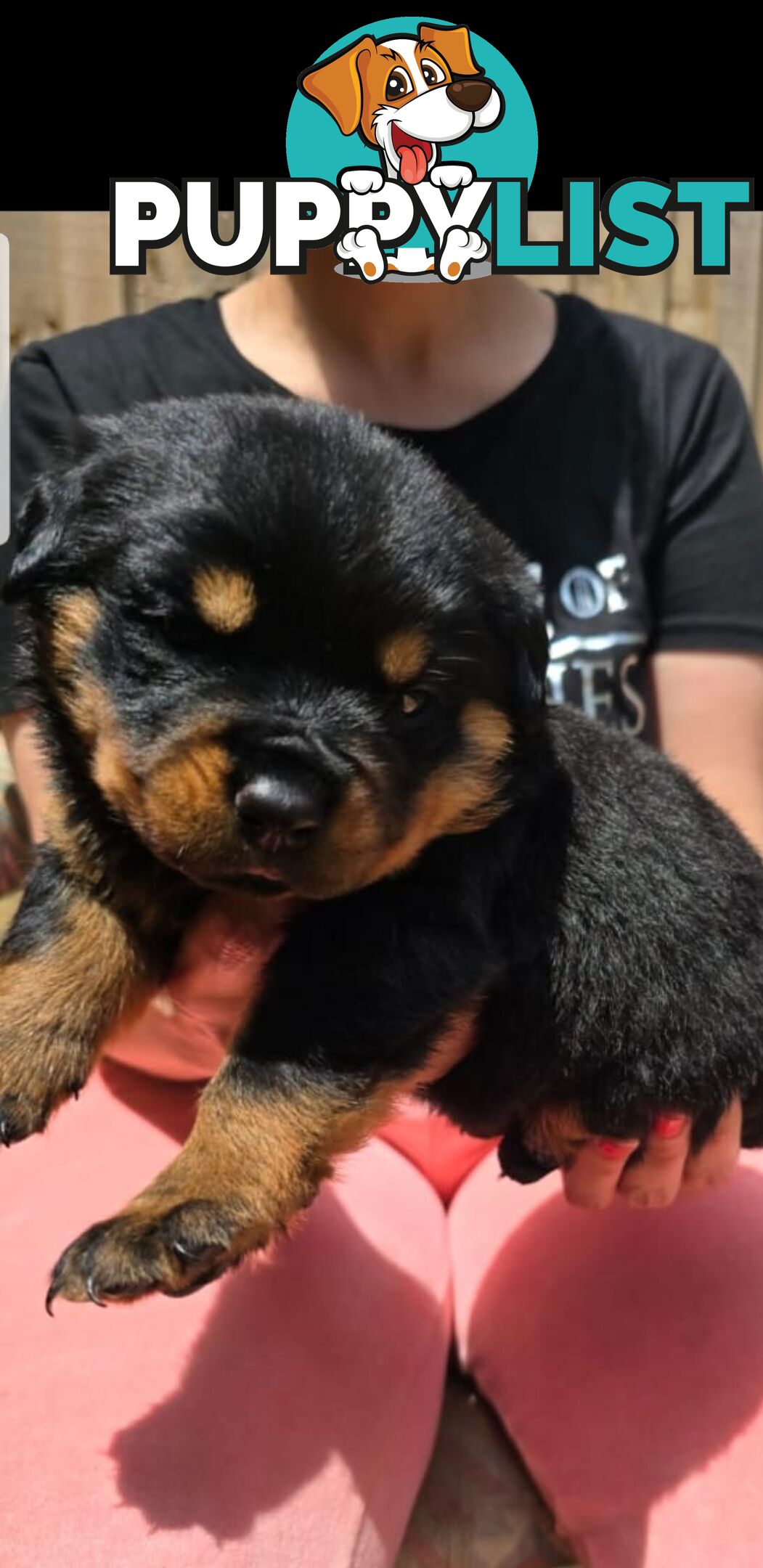 Purebred German Rottweiler Puppies( quality Rottweiler)