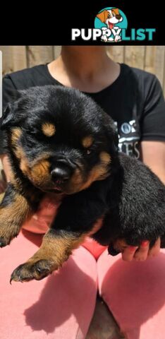 Purebred German Rottweiler Puppies( quality Rottweiler)