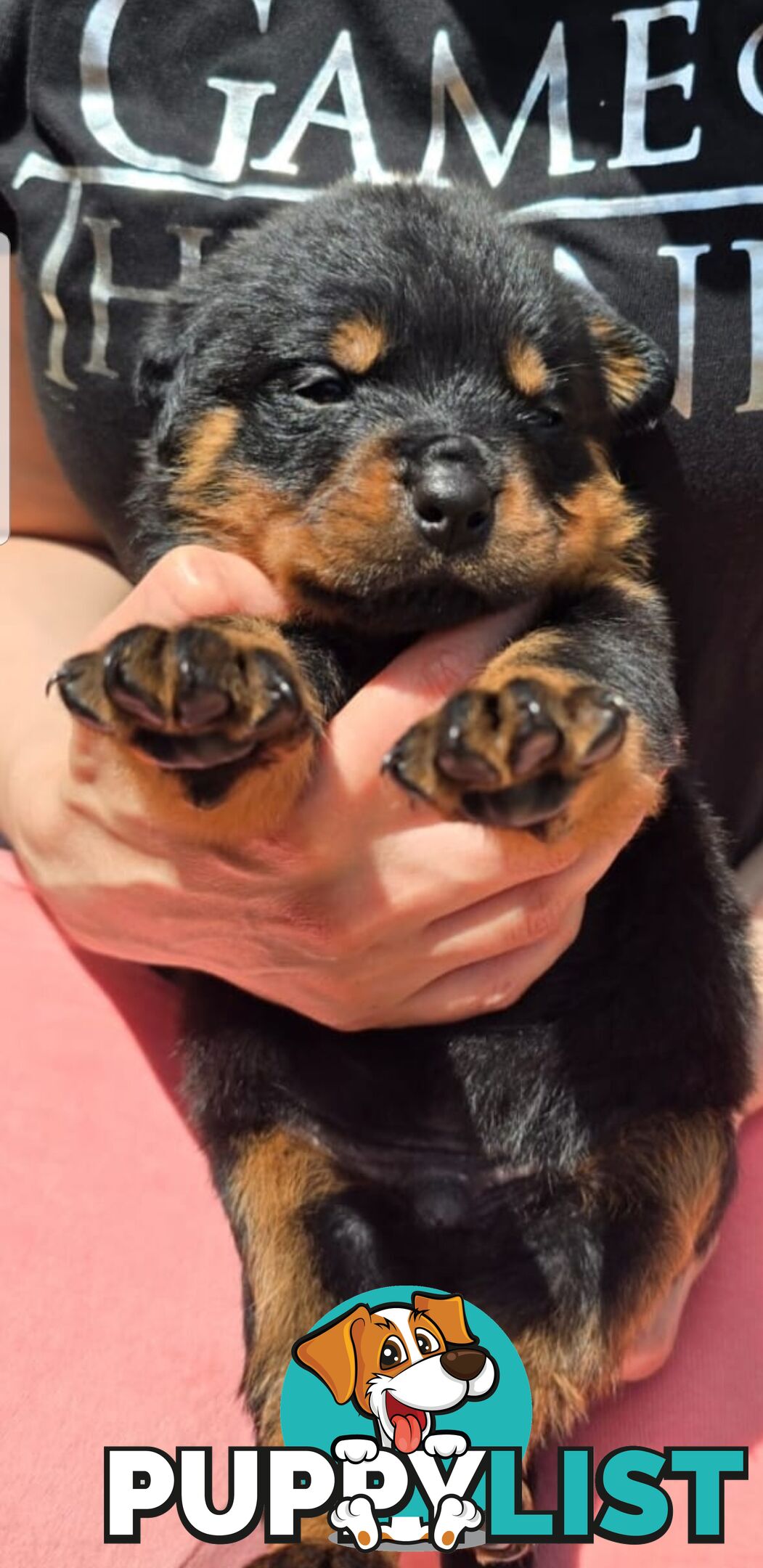 Purebred German Rottweiler Puppies( quality Rottweiler)