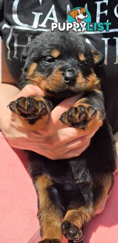 Purebred German Rottweiler Puppies( quality Rottweiler)