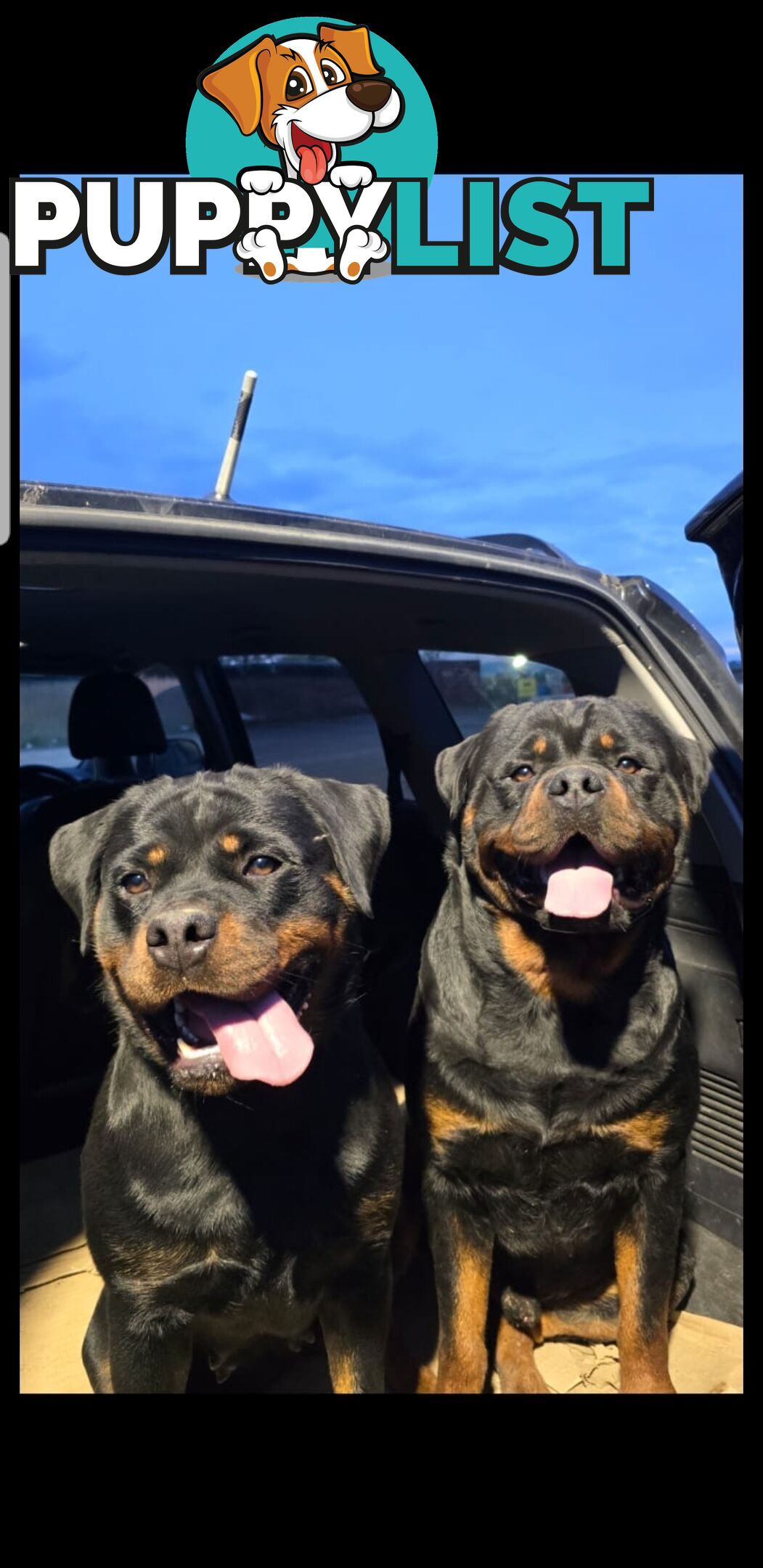 Purebred German Rottweiler Puppies( quality Rottweiler)