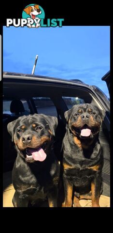 Purebred German Rottweiler Puppies( quality Rottweiler)