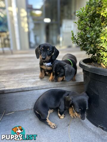 Mini Dachshund