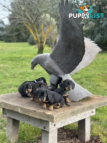 Mini Dachshund