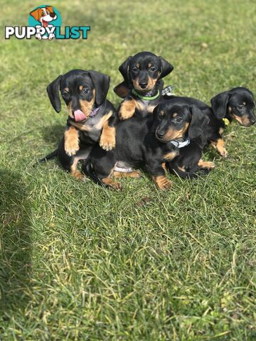 Mini Dachshund