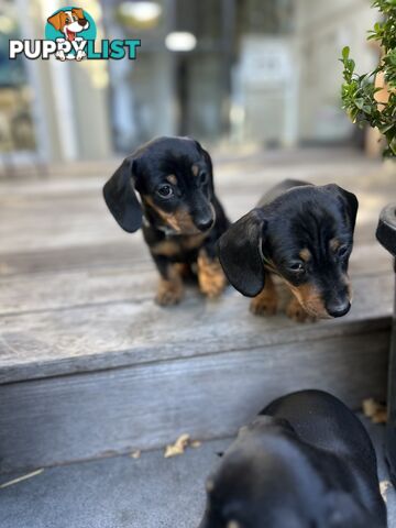 Mini Dachshund