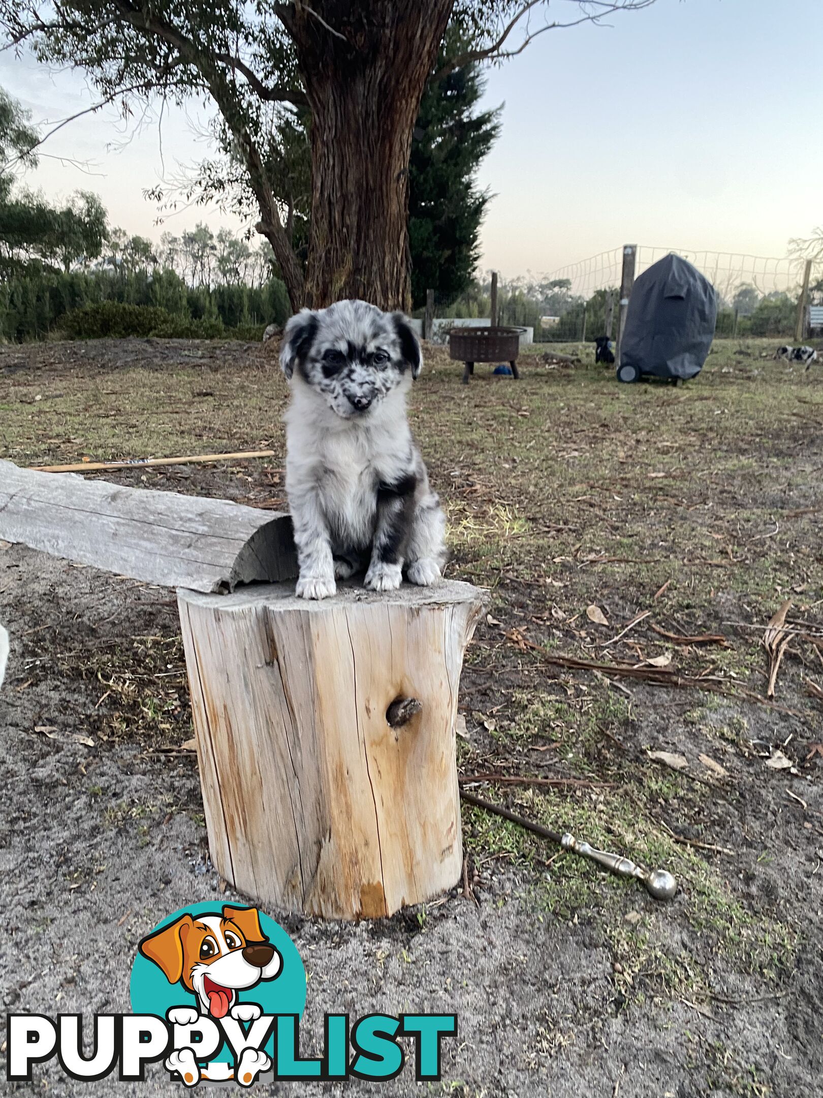 Border collie x koolie