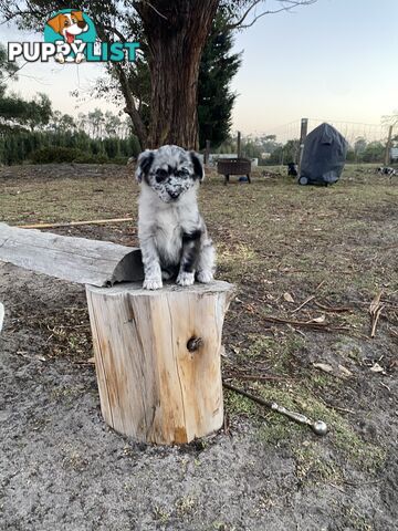 Border collie x koolie