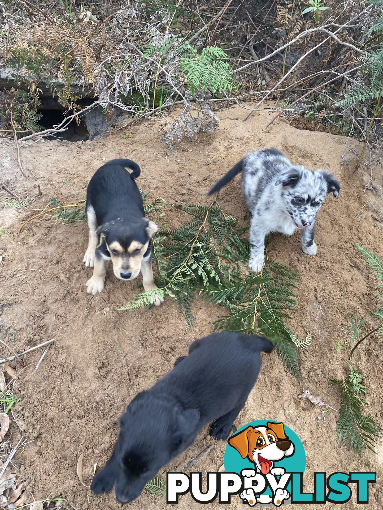 Border collie x koolie