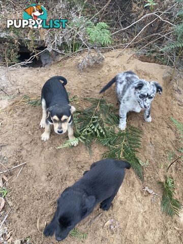 Border collie x koolie