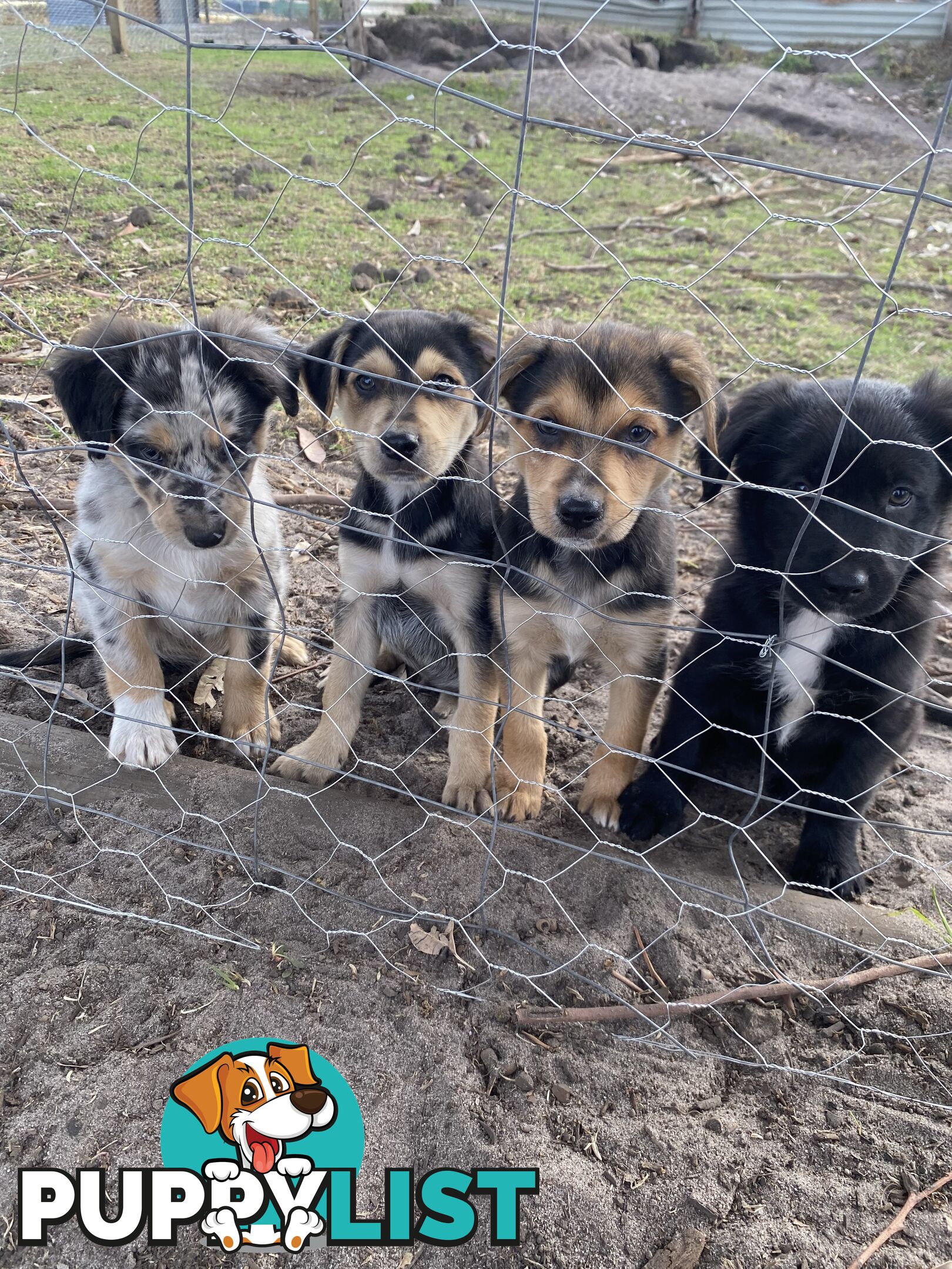 Border collie x koolie