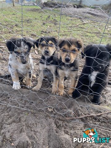 Border collie x koolie
